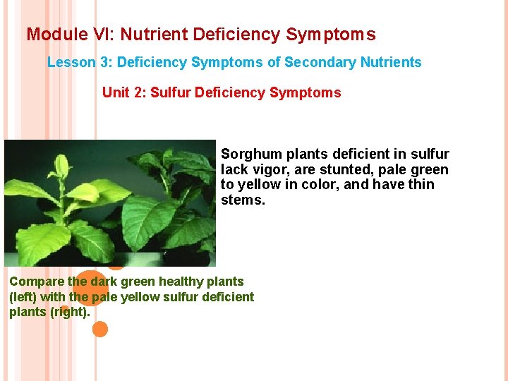 Module VI: Nutrient Deficiency Symptoms Lesson 3: Deficiency Symptoms of Secondary Nutrients Unit 2: