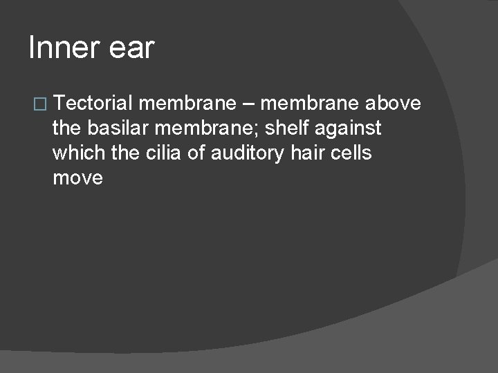 Inner ear � Tectorial membrane – membrane above the basilar membrane; shelf against which