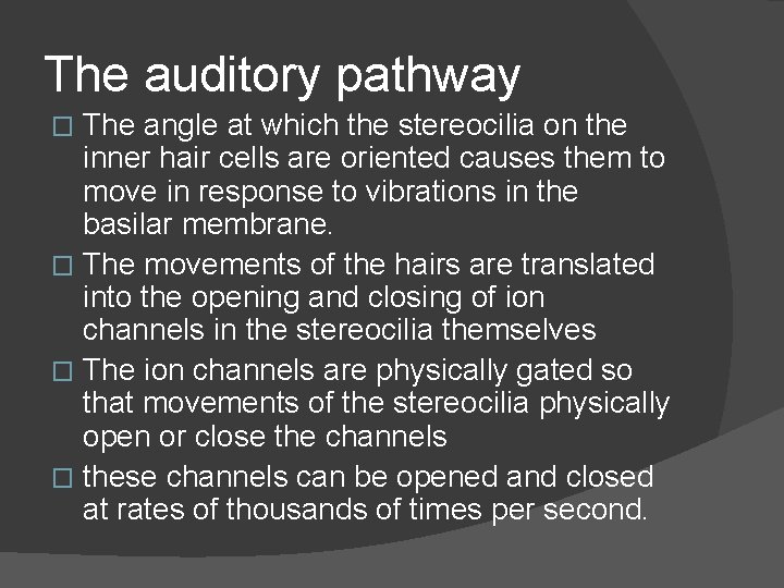 The auditory pathway The angle at which the stereocilia on the inner hair cells