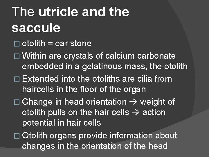 The utricle and the saccule � otolith = ear stone � Within are crystals