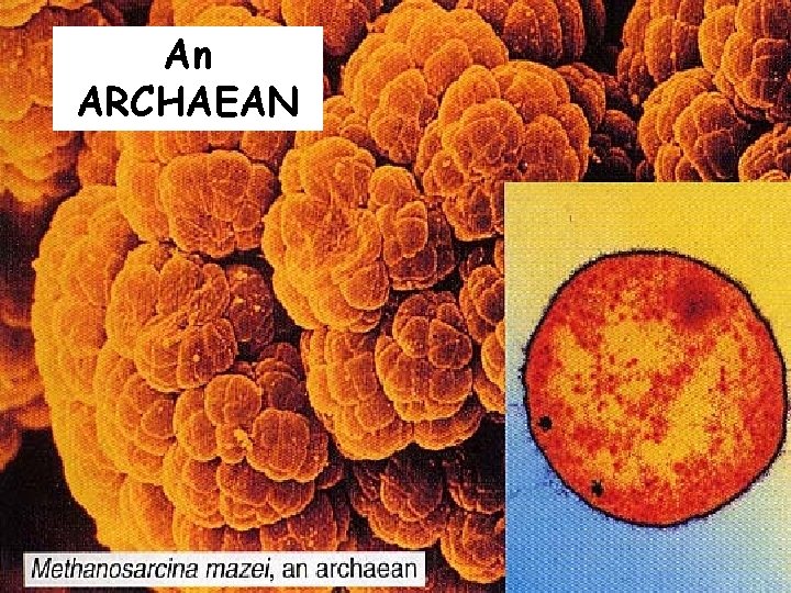 An ARCHAEAN copyright cmassengale 17 An ARCHAEAN copyright cmassengale 17