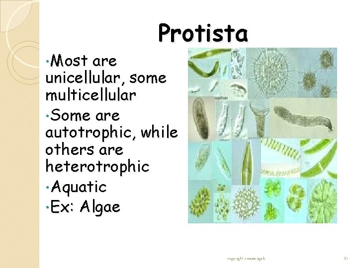 • Most Protista are unicellular, some multicellular • Some are autotrophic, while others • Most Protista are unicellular, some multicellular • Some are autotrophic, while others