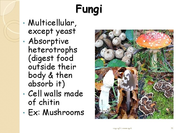 Fungi • • Multicellular, except yeast Absorptive heterotrophs (digest food outside their body & Fungi • • Multicellular, except yeast Absorptive heterotrophs (digest food outside their body &
