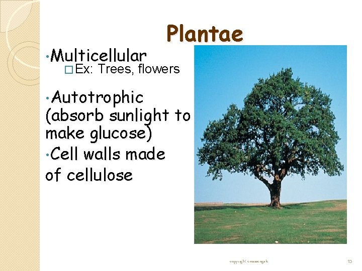 Plantae • Multicellular � Ex: Trees, flowers • Autotrophic (absorb sunlight to make glucose) Plantae • Multicellular � Ex: Trees, flowers • Autotrophic (absorb sunlight to make glucose)
