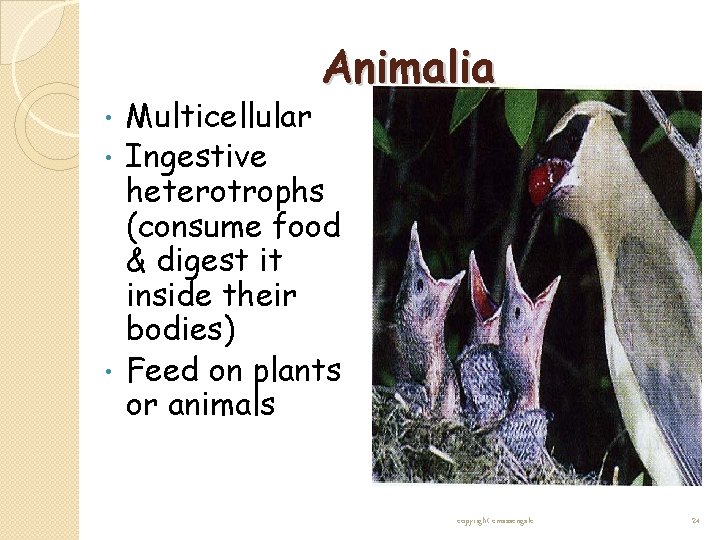 Animalia Multicellular • Ingestive heterotrophs (consume food & digest it inside their bodies) • Animalia Multicellular • Ingestive heterotrophs (consume food & digest it inside their bodies) •