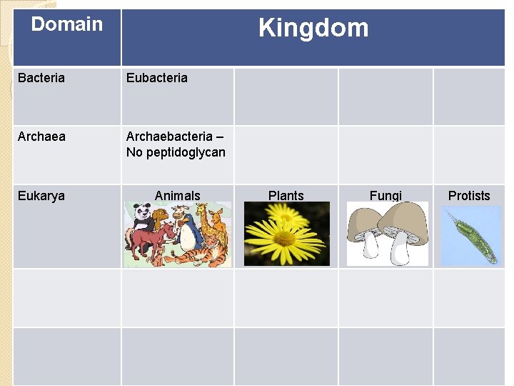Domain Kingdom Bacteria Eubacteria Archaebacteria – No peptidoglycan Eukarya Animals Plants Fungi Protists Domain Kingdom Bacteria Eubacteria Archaebacteria – No peptidoglycan Eukarya Animals Plants Fungi Protists