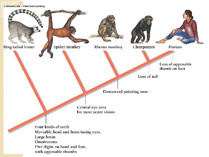 Primate Cladogram copyright cmassengale 29 Primate Cladogram copyright cmassengale 29