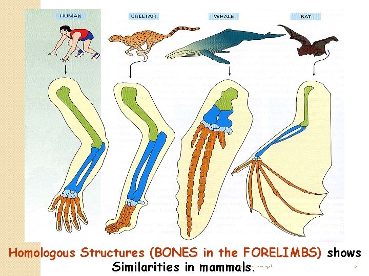 Homologous Structures (BONES in the FORELIMBS) shows copyright cmassengale 31 Similarities in mammals. Homologous Structures (BONES in the FORELIMBS) shows copyright cmassengale 31 Similarities in mammals.