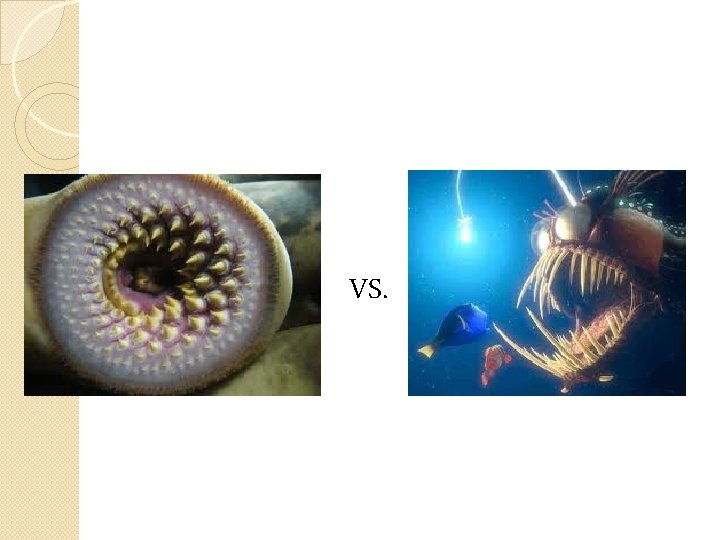 VS. VS.