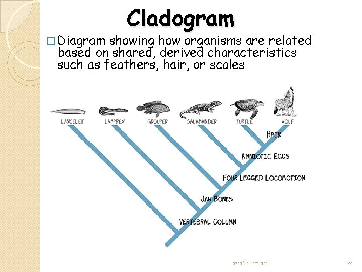 � Diagram Cladogram showing how organisms are related based on shared, derived characteristics such � Diagram Cladogram showing how organisms are related based on shared, derived characteristics such