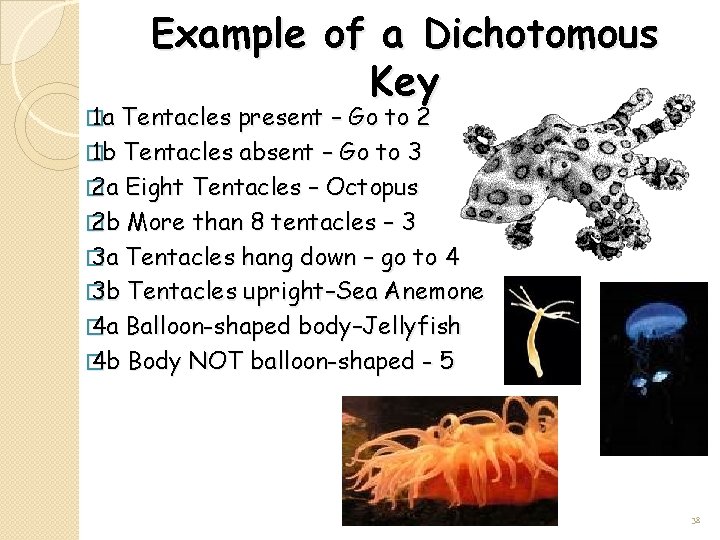 � 1 a Example of a Dichotomous Key Tentacles present – Go to 2 � 1 a Example of a Dichotomous Key Tentacles present – Go to 2