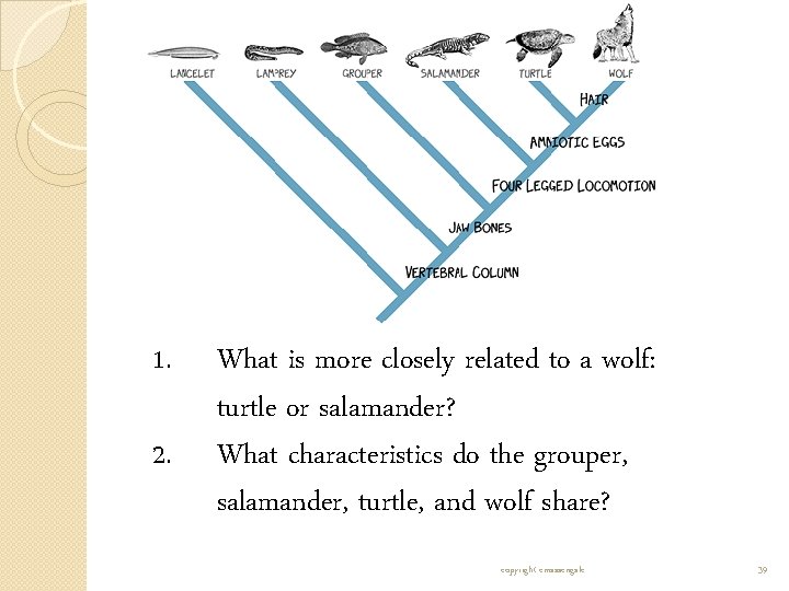 1. 2. What is more closely related to a wolf: turtle or salamander? What 1. 2. What is more closely related to a wolf: turtle or salamander? What