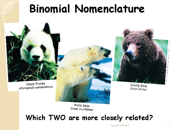 Binomial Nomenclature Which TWO are more closely related? copyright cmassengale 4 Binomial Nomenclature Which TWO are more closely related? copyright cmassengale 4