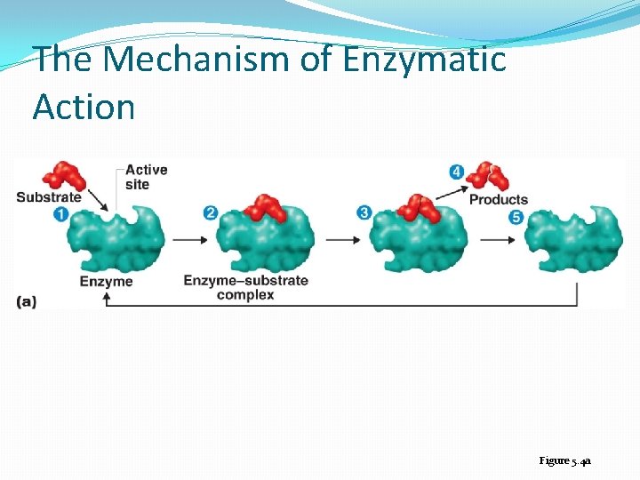 The Mechanism of Enzymatic Action Figure 5. 4 a 