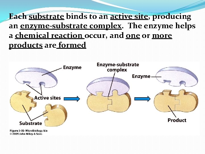 Each substrate binds to an active site, producing an enzyme-substrate complex. The enzyme helps