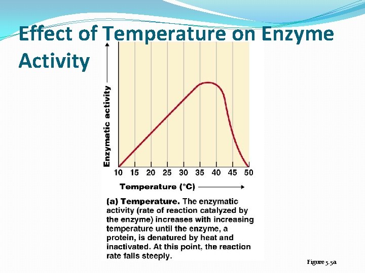 Effect of Temperature on Enzyme Activity Figure 5. 5 a 