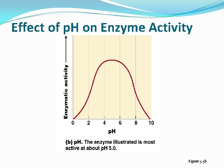 Effect of p. H on Enzyme Activity Figure 5. 5 b 