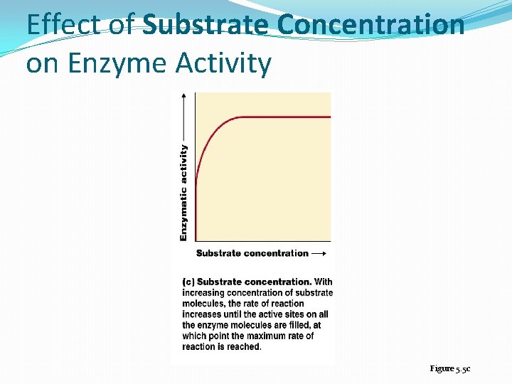 Effect of Substrate Concentration on Enzyme Activity Figure 5. 5 c 