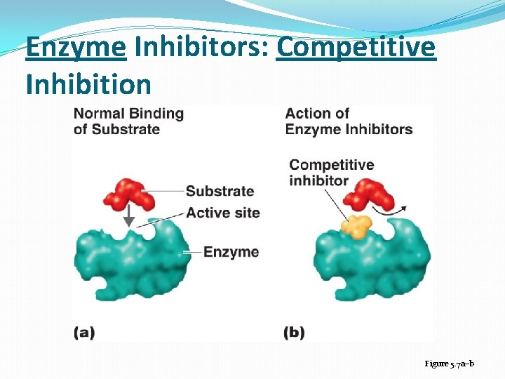 Enzyme Inhibitors: Competitive Inhibition Figure 5. 7 a–b 