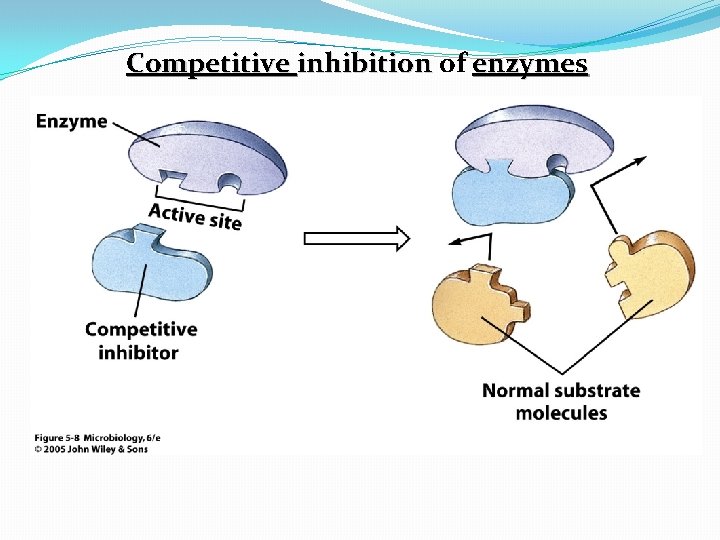 Competitive inhibition of enzymes 