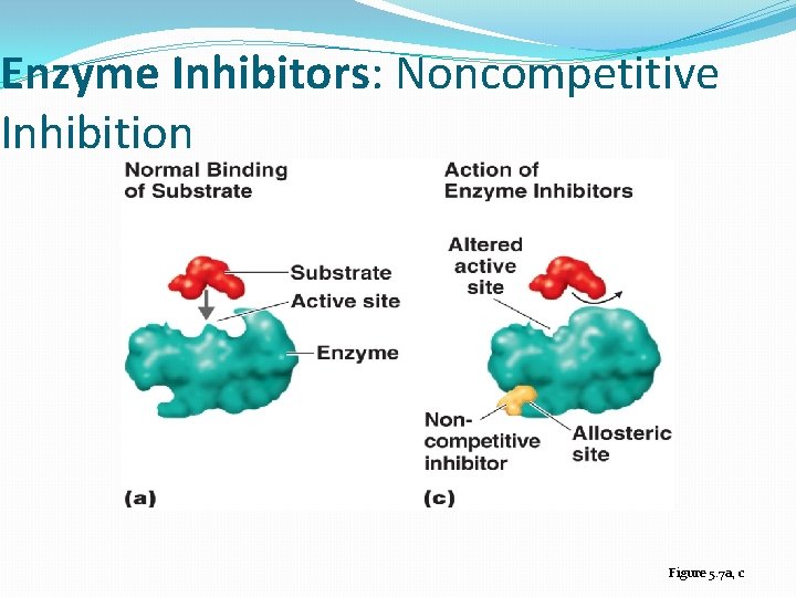 Enzyme Inhibitors: Noncompetitive Inhibition Figure 5. 7 a, c 