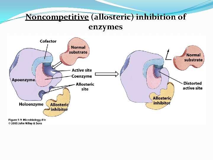 Noncompetitive (allosteric) inhibition of enzymes 