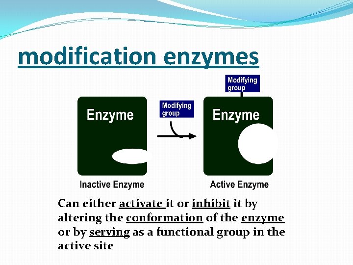 modification enzymes Can either activate it or inhibit it by altering the conformation of
