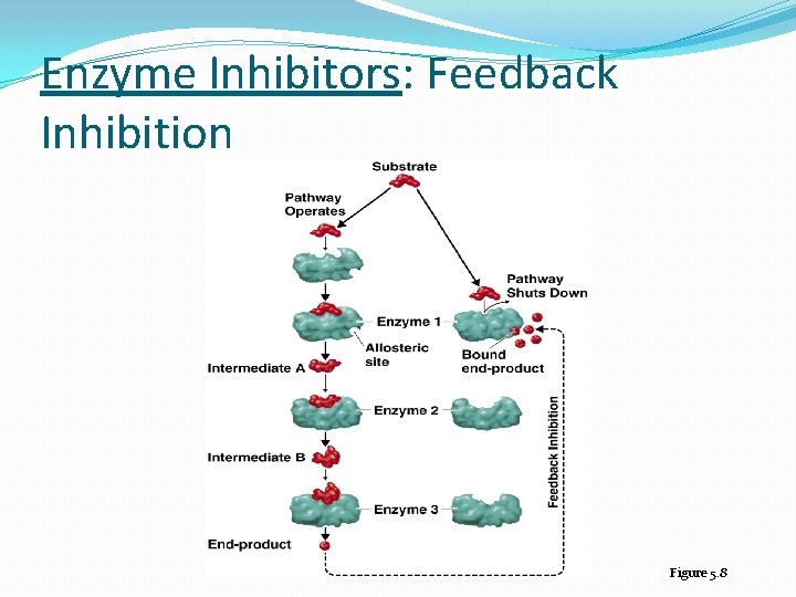 Enzyme Inhibitors: Feedback Inhibition Figure 5. 8 