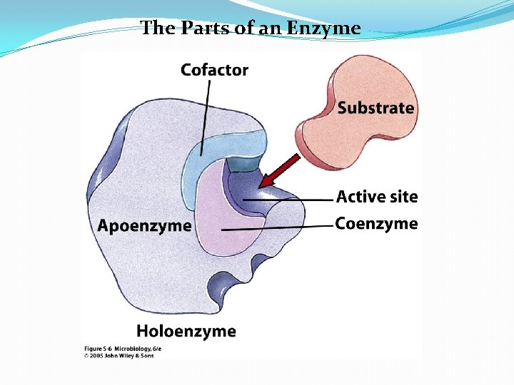 The Parts of an Enzyme 