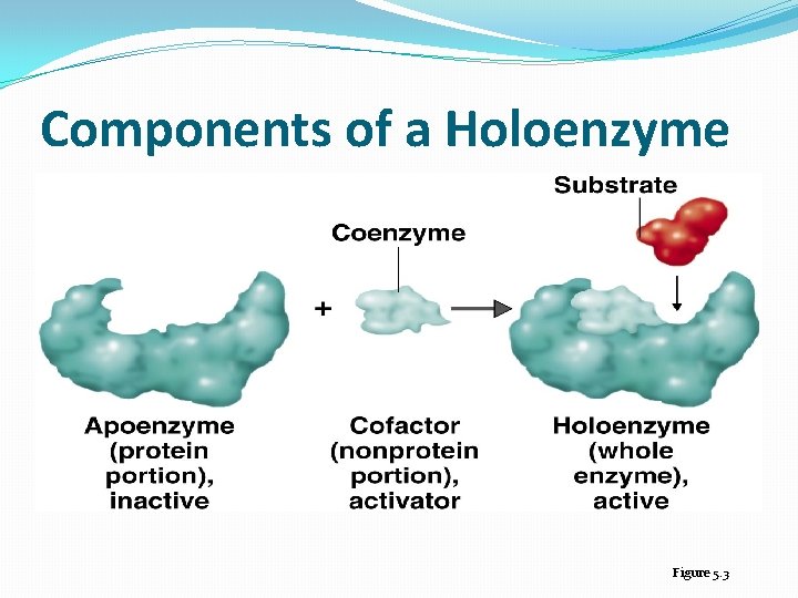 Components of a Holoenzyme Figure 5. 3 
