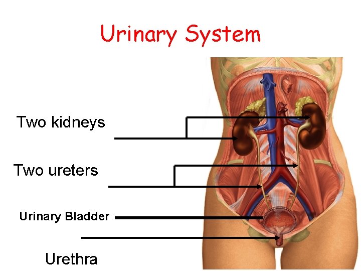 Urinary System Two kidneys Two ureters Urinary Bladder Urethra 