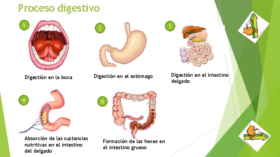 Proceso digestivo 1 Digestión en la boca 4 Absorción de las sustancias nutritivas en
