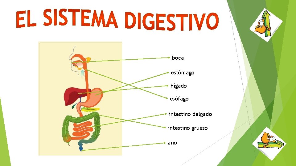 boca estómago hígado esófago intestino delgado intestino grueso ano 