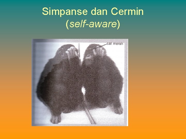 Simpanse dan Cermin (self-aware) 