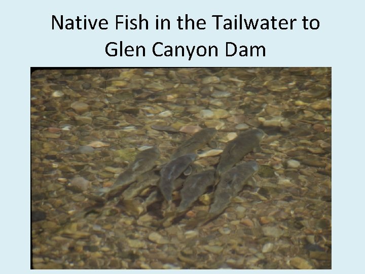 Native Fish in the Tailwater to Glen Canyon Dam 