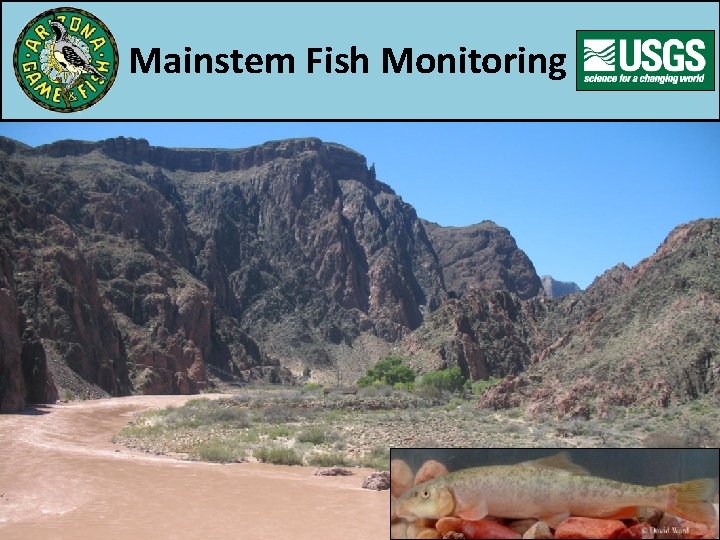 Mainstem Fish Monitoring 