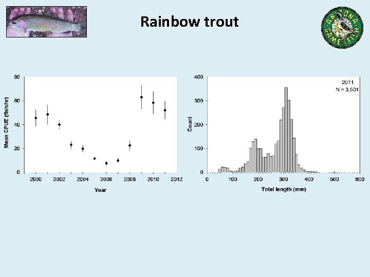 Rainbow trout 