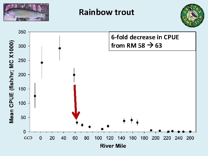 Rainbow trout 6 -fold decrease in CPUE from RM 58 63 GCD 