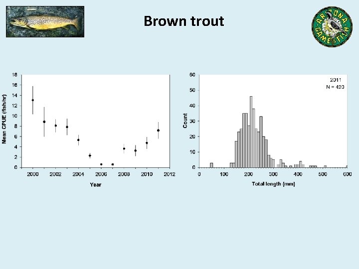 Brown trout 