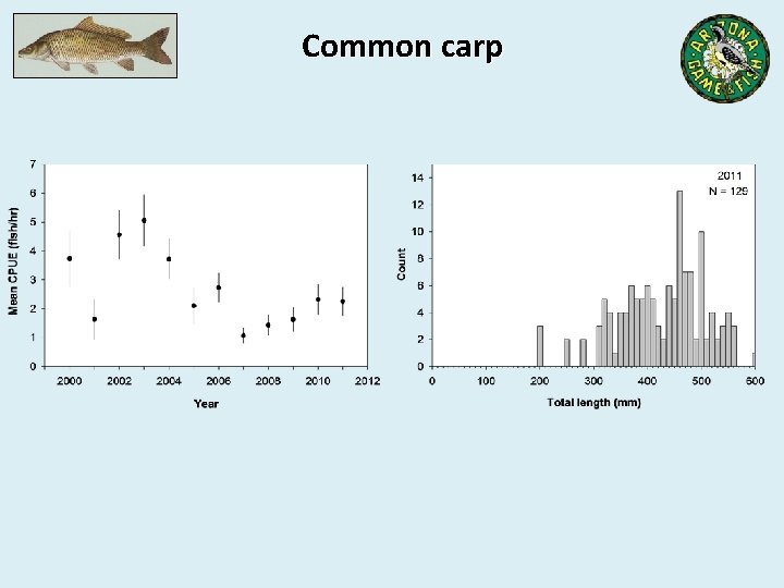 Common carp 