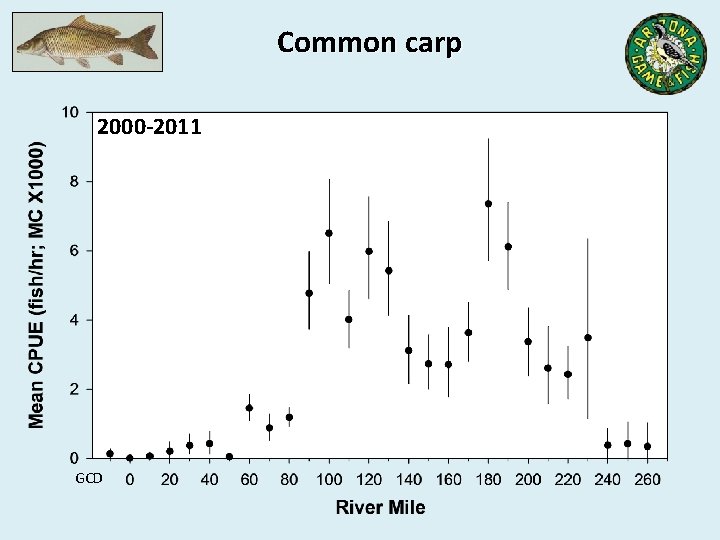 Common carp 2000 -2011 GCD 