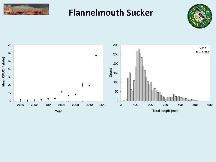 Flannelmouth Sucker 