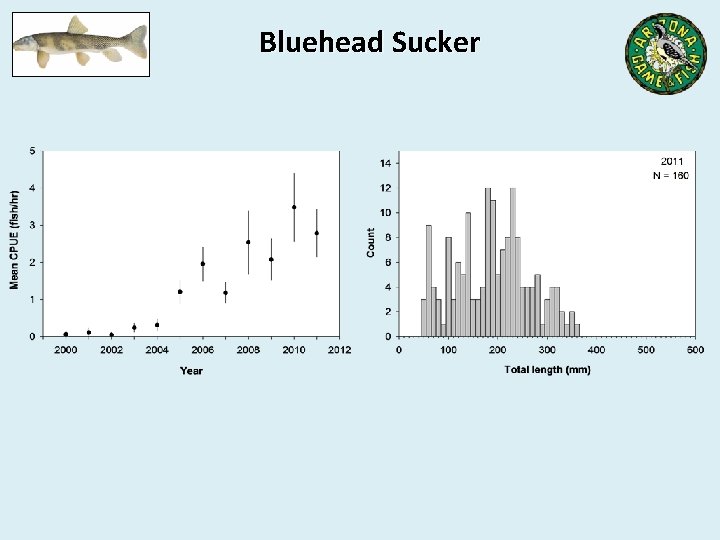 Bluehead Sucker 