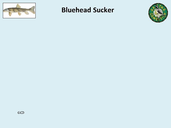 Bluehead Sucker GCD 