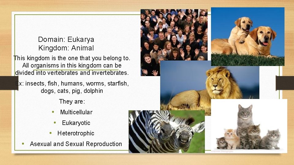 Domain: Eukarya Kingdom: Animal This kingdom is the one that you belong to. All