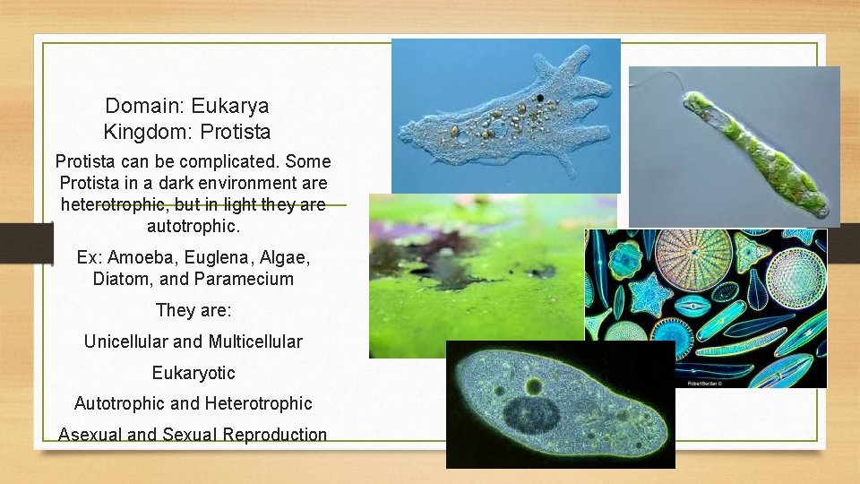 Domain: Eukarya Kingdom: Protista can be complicated. Some Protista in a dark environment are