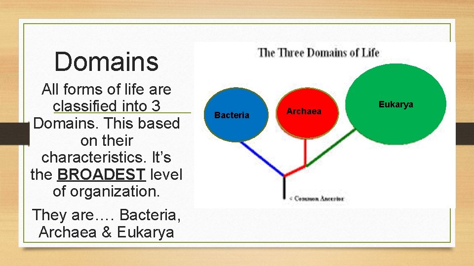 Domains All forms of life are classified into 3 Domains. This based on their