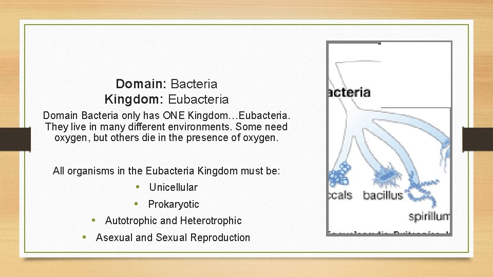 Domain: Bacteria Kingdom: Eubacteria Domain Bacteria only has ONE Kingdom…Eubacteria. They live in many