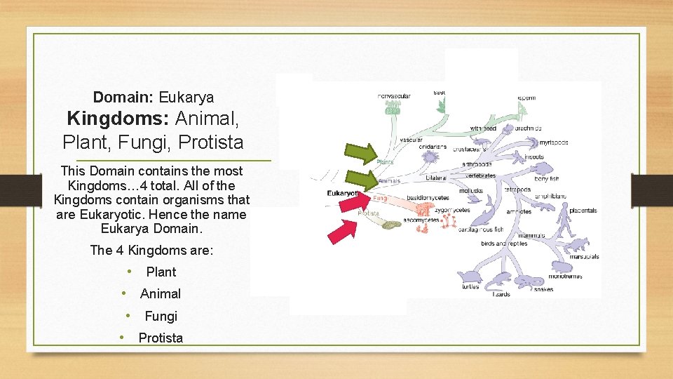 Domain: Eukarya Kingdoms: Animal, Plant, Fungi, Protista This Domain contains the most Kingdoms… 4