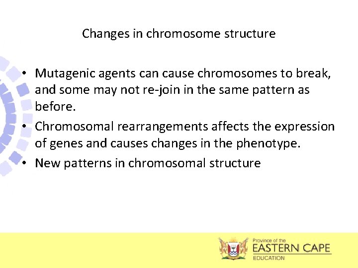 Changes in chromosome structure • Mutagenic agents can cause chromosomes to break, and some